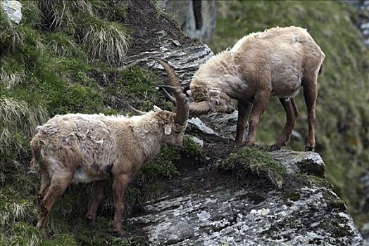 雄性,高山,野生山羊,羱羊,关闭,鹿角,争斗,上陶恩山国家公园,卡林西亚,奥地利,欧洲