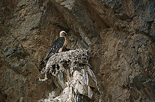 胡兀鹫,巢,戈壁沙漠,蒙古