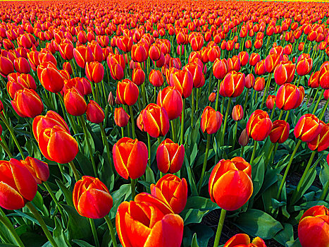 红色,荷兰,郁金香,郁金香属,开花,地点,春天,荷兰南部