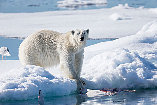 挪威,斯瓦尔巴特群岛,浮冰,幼兽,北极熊