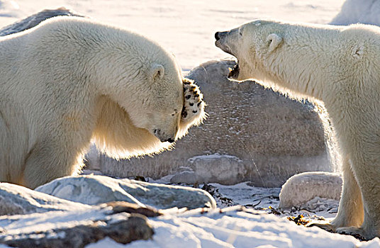 加拿大,曼尼托巴,哈得逊湾,丘吉尔市,两个,北极熊,分享,搞笑