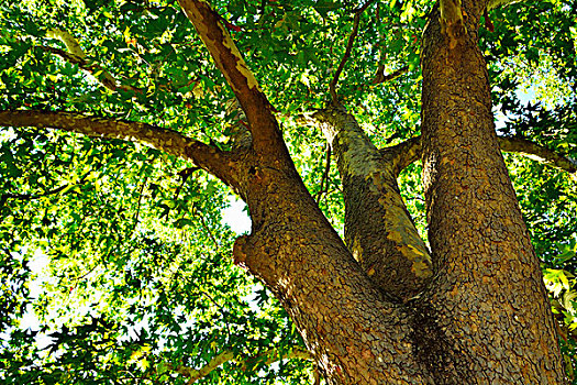 树,夏天,阿德莱德,南澳大利亚州,澳大利亚