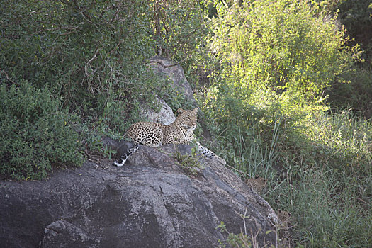 豹,肯尼亚,非洲,大草原,野生动物,猫,哺乳动物