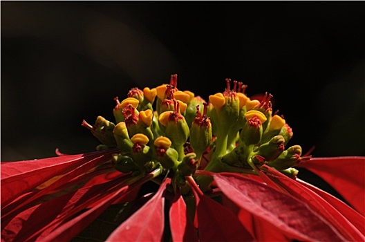 特写,花,隔绝,背景,锡金