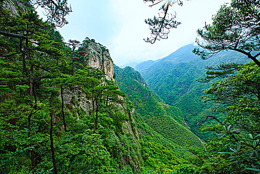 峡谷,高山,树林,森林,绿色