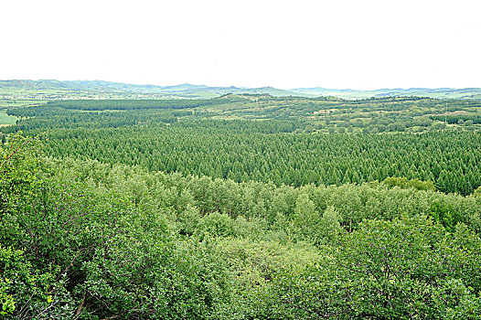 河北承德塞罕坝国家森林公园夏日美景