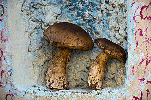 蘑菇,墙壁