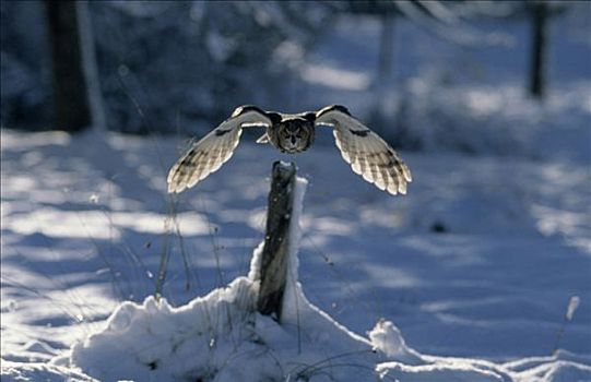 长耳猫头鹰,长耳鸮,成年,飞起,栅栏柱,冬天,欧洲