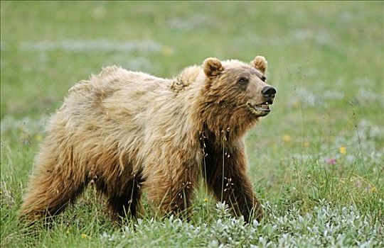 棕熊,德纳利国家公园和自然保护区,阿拉斯加,美国,北美