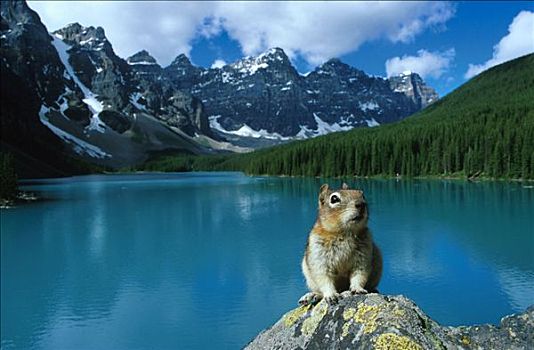 松鼠,正面,冰碛湖,班夫国家公园,加拿大