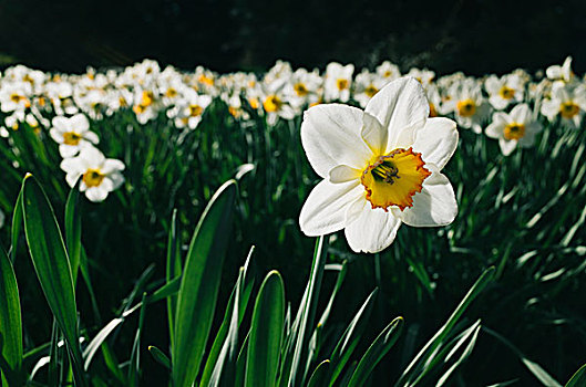 花,白色,水仙花,水仙,巴登符腾堡,德国,欧洲