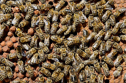 窝,蜂巢,围绕,工蜂,蜜蜂,意大利蜂