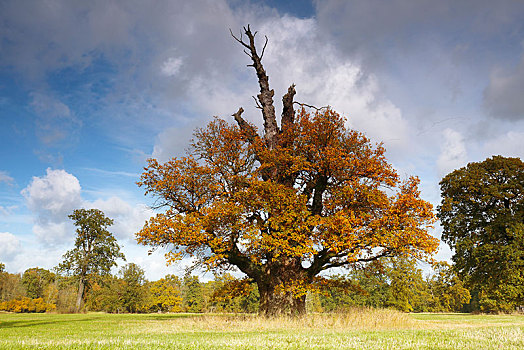 老,橡树,秋色,中间,生物保护区,德绍,萨克森安哈尔特,德国,欧洲