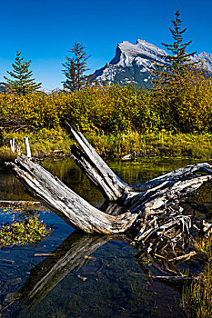 树树桩,朱砂湖,随着,伦德山,在背景中,班夫附近,班芙国家公园,阿尔伯塔,加拿大