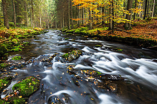 格罗塞尔,河,秋天,巴伐利亚森林国家公园,巴伐利亚,德国,欧洲