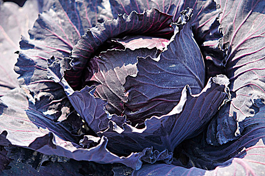 紫球菜