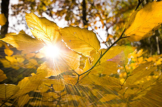 英格兰,诺森伯兰郡,太阳,金色,叶子,山毛榉树