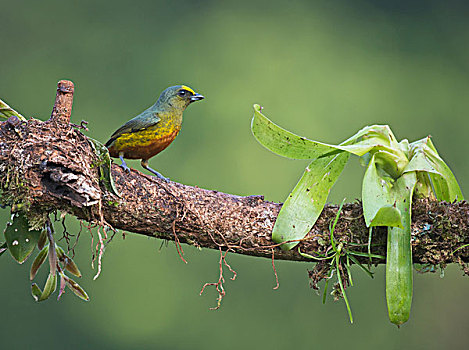 栖息,树枝,省,哥斯达黎加,北美