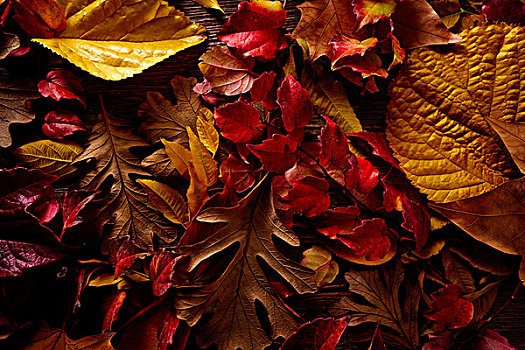 秋天,金色,红叶,木头,背景