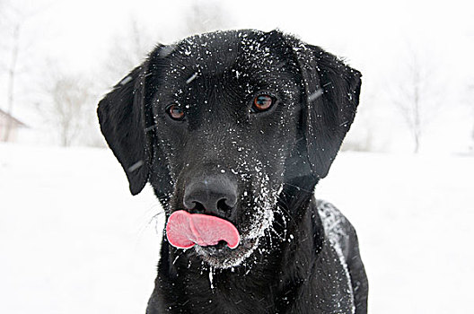 头像,狗,雪,脸