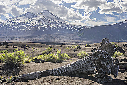 枯木,火山,国家公园,区域,智利,南美