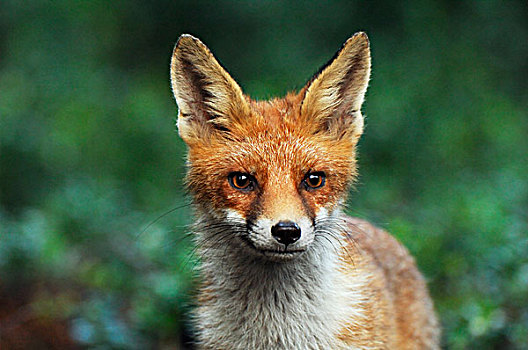 红狐,狐属,费吕沃,国家公园,格尔德兰,荷兰