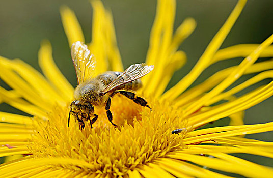 蜂蜜,蜜蜂,收集,花蜜,花