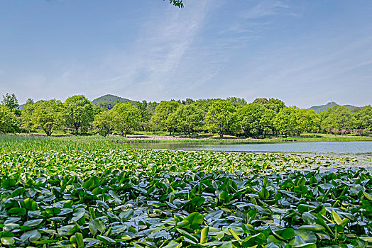 西湖茅家埠