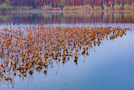 江苏泰州溱潼国家湿地公园的秋天荷塘景色
