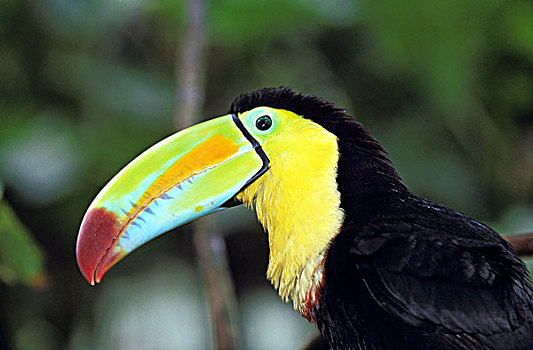 巨嘴鸟,成人,头像,哥斯达黎加