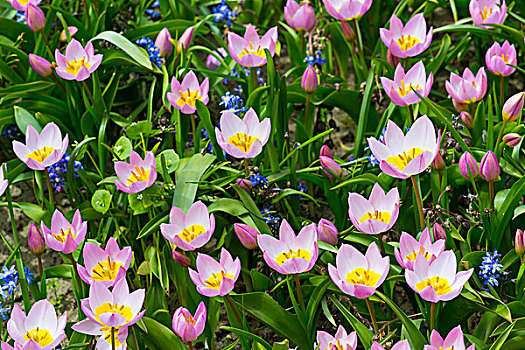 精美,粉色,郁金香,野风信子,春天,库肯霍夫花园,荷兰南部,荷兰