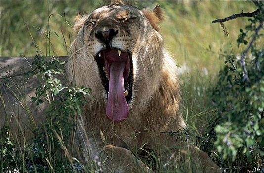 狮子,哈欠,哺乳动物,埃托沙国家公园,纳米比亚,非洲,动物