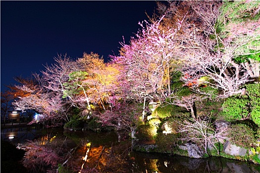 樱花,河,夜晚