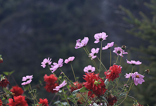 格桑花