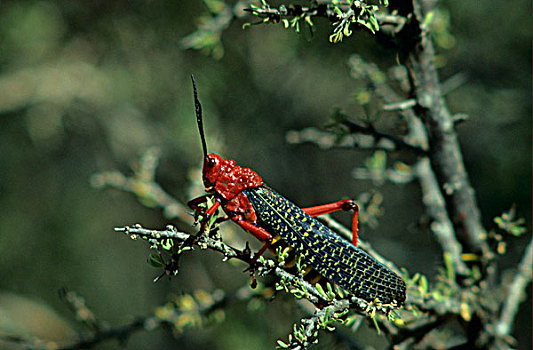 红色,蝗虫,枝头,斑马山国家公园,南非