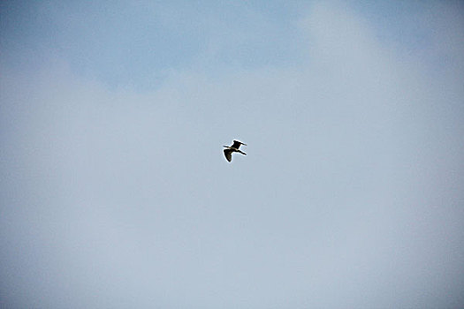 白鹤自由飞翔