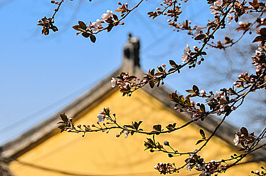 山寺花开