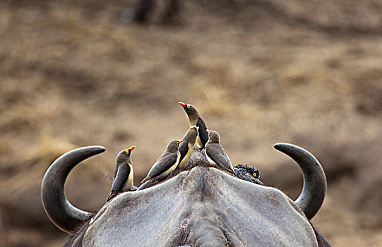 五个,牛椋鸟,栖息,顶着,南非水牛