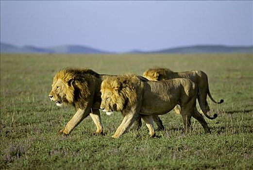 三个,雄性,狮子,行进,早晨,亮光,马赛马拉,自然保护区,肯尼亚,非洲