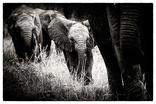 小象,非洲象,草,警惕,大象,背景,黑白