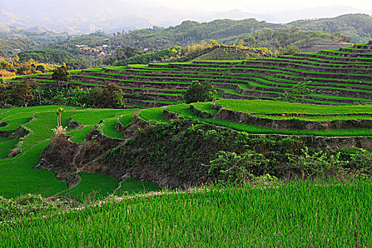 五指山市梯田风光