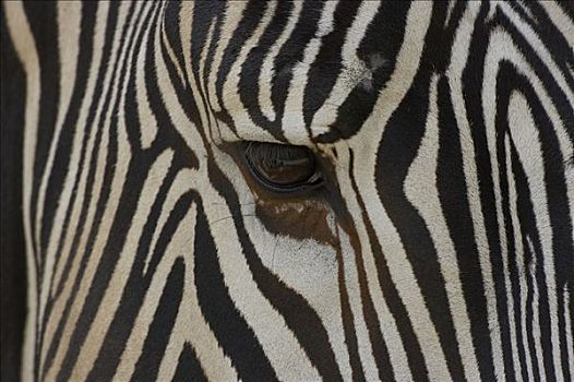 细纹斑马,濒危,非洲