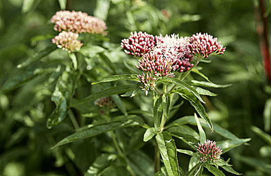 缬草属植物,花园