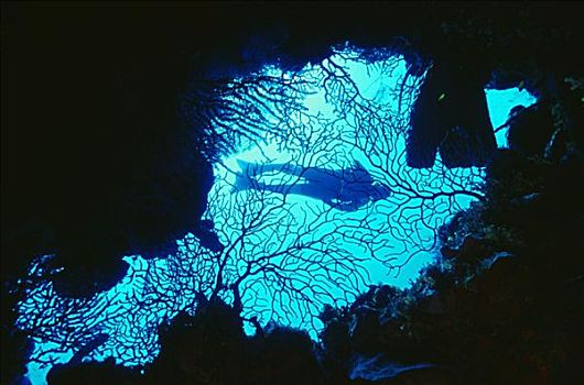 大开曼岛,潜水,剪影,洞穴,柳珊瑚