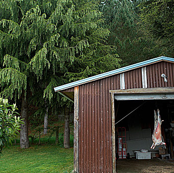 绵羊,畜体,悬挂,车库,树林,后面,新西兰