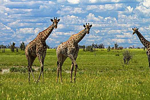 长颈鹿,博茨瓦纳,非洲