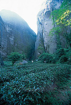 福建武夷山自然环境造就了武夷岩茶