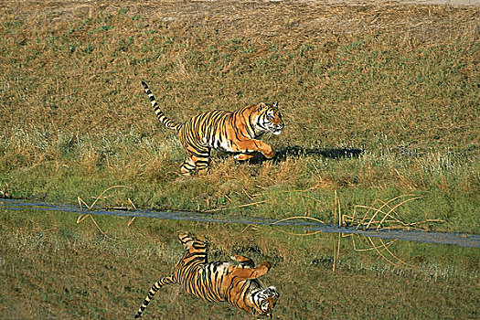 孟加拉虎,虎,成年,跑,靠近,水潭