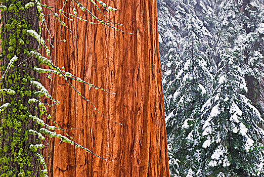 加利福尼亚,巨杉,冬天,巨大,树林,红杉国家公园