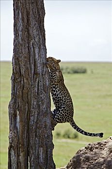 肯尼亚,纳罗克地区,马赛马拉,豹,马赛马拉国家保护区